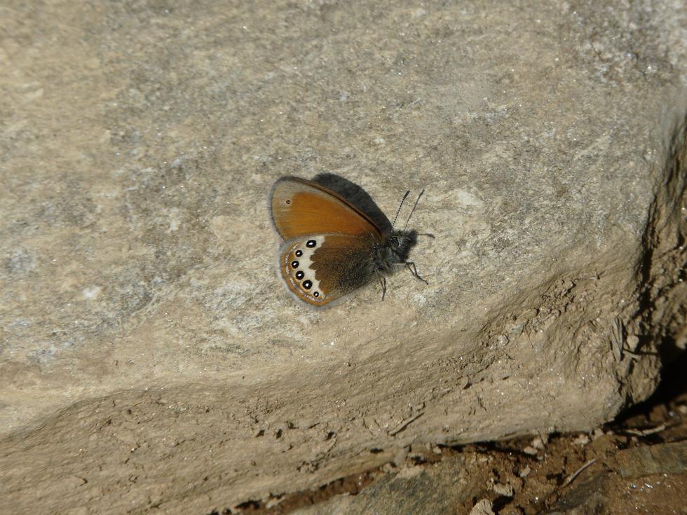 Farfalle Ortles-Cevedale-Stelvio